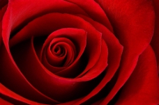 鲜花摄影绽放的红玫瑰
