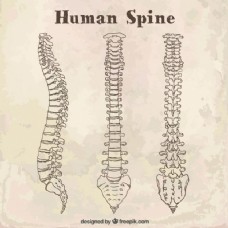素描人体脊柱