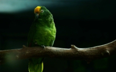 绿色的鹦鹉图片