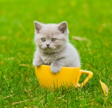 可爱小动物可爱的小猫动物高清图片