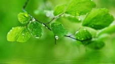 绿色  树叶 护眼 高清 水叶 春