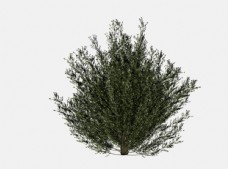 树木灌木模型图片