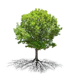 绿色树木的根