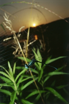 大自然蜘蛛网上的蜻蜓