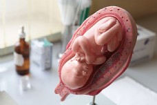 婴儿解剖立体形象