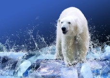 高清北极熊背景图片