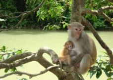 哺乳动物 猴子 母子图片
