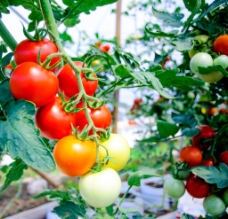 刚刚成熟的新鲜西红柿图片