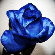 美丽的蓝色玫瑰