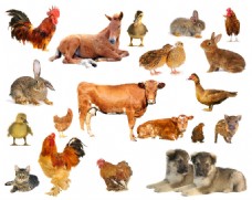 常见动物19种常见家畜家禽动物高清图片