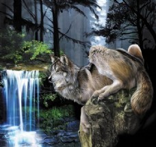 狼动物插图21