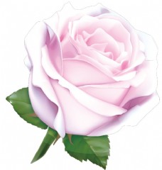 七夕情人节粉色玫瑰花元素