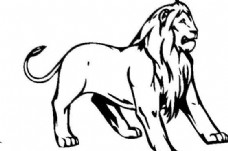 狮子野生动物矢量CDR02