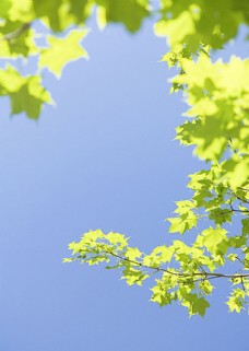 绿色枫叶高清图片素材