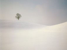 白茫茫雪景图片