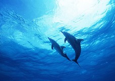 底图海底里的海豚