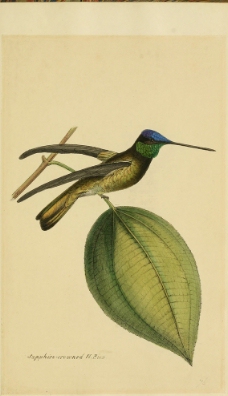 手绘巴西 和墨西哥鸟类 图谱图片