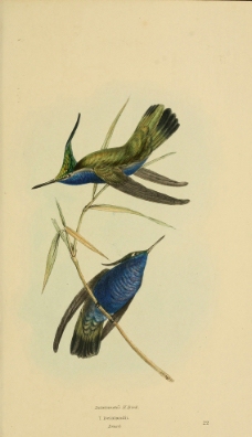 手绘巴西 和墨西哥鸟类 图谱图片