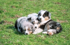 爱上三个趴在草地上的小狗
