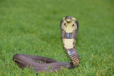 草地上的眼镜蛇
