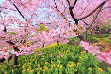 樱桃树日本花园树树枝樱桃