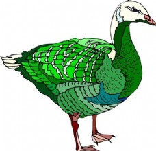 鸟类动物各种鸟类鸟动物矢量素材EPS格式0965
