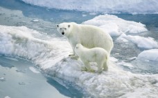 北极熊和她的孩子高清背景图