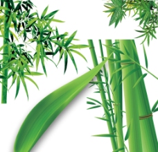 竹子图片