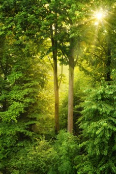 绿色叶子美丽的树林景色高清图片