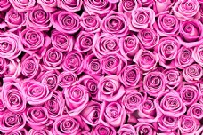 粉色粉红玫瑰背景