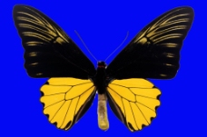 蝴蝶3d模型