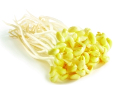 黄豆芽图片