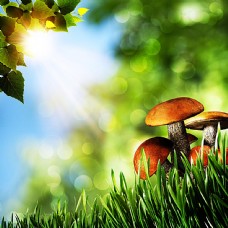 绿色蔬菜草地上的蘑菇