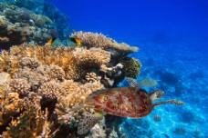 其他生物美丽珊瑚与乌龟
