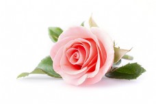 鲜花摄影粉红色玫瑰花图片