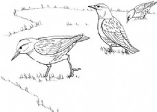 鸟类动物鸟类素描动物素描