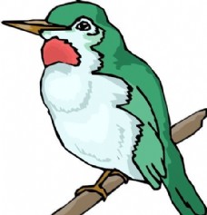 鸟类动物各种鸟类鸟动物矢量素材EPS格式0389
