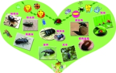 甲虫一族图片