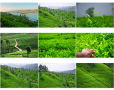 绿色茶山