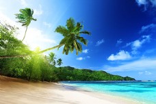 大自然海边沙滩椰树和阳光