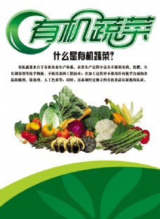 有机蔬菜海报免费下载