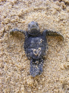 爱上仰躺在沙滩上的小海龟