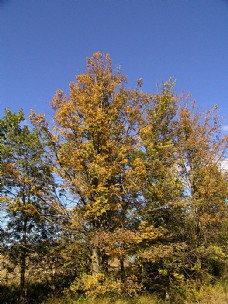 大自然秋天树林自然风光