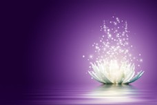 紫色背景下的花瓣与光芒