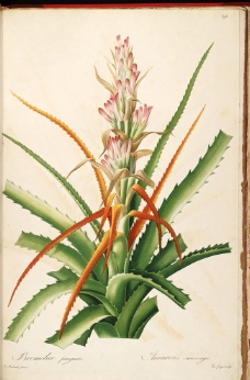 皮埃尔 约瑟夫 雷杜德 植物图图片