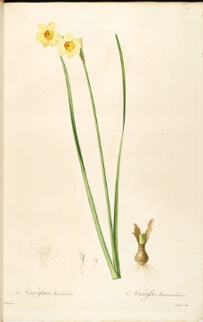 皮埃尔 约瑟夫 雷杜德 植物图图片