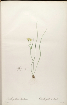 兰花 雷杜德手绘花卉插画图片