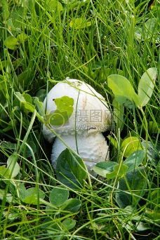 隐藏着的蘑菇