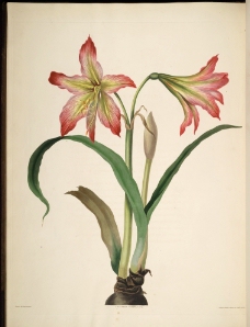 兰花 手绘花卉 植物图谱图片