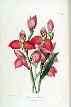兰花 手绘花卉 植物图谱图片